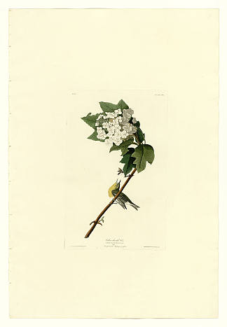 图版 119 黄喉鹦鹉 Plate 119 Yellow-throated Vireo，约翰·詹姆斯·奥杜邦