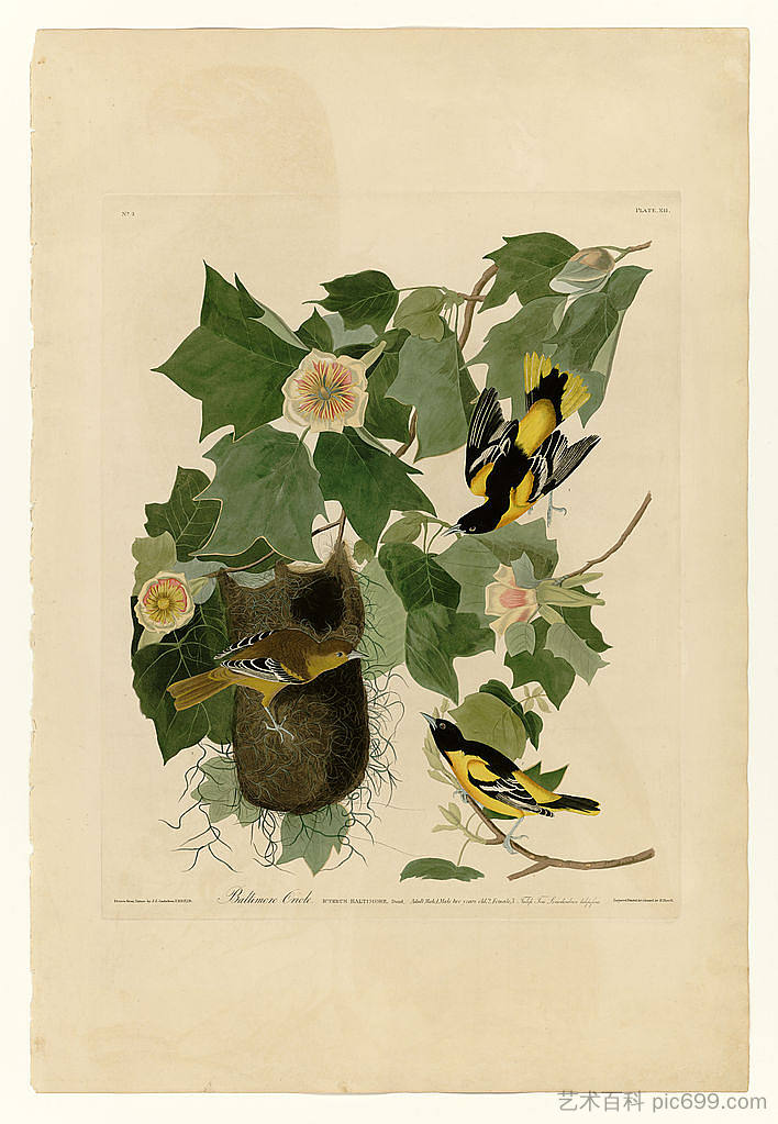 图版 12.巴尔的摩金莺 Plate 12. Baltimore Oriole，约翰·詹姆斯·奥杜邦