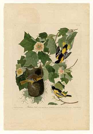 图版 12.巴尔的摩金莺 Plate 12. Baltimore Oriole，约翰·詹姆斯·奥杜邦