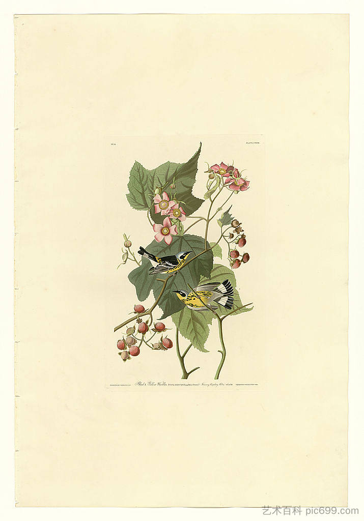 图版 123 黑莺和黄莺 Plate 123 Black & Yellow Warblers,约翰·詹姆斯·奥杜邦