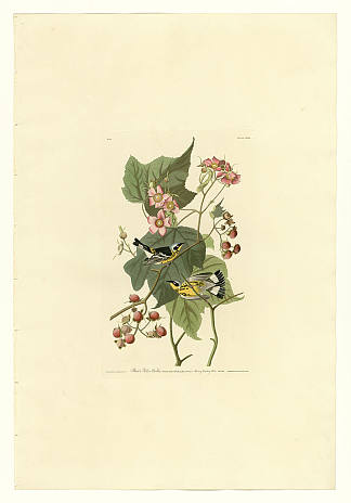 图版 123 黑莺和黄莺 Plate 123 Black & Yellow Warblers，约翰·詹姆斯·奥杜邦