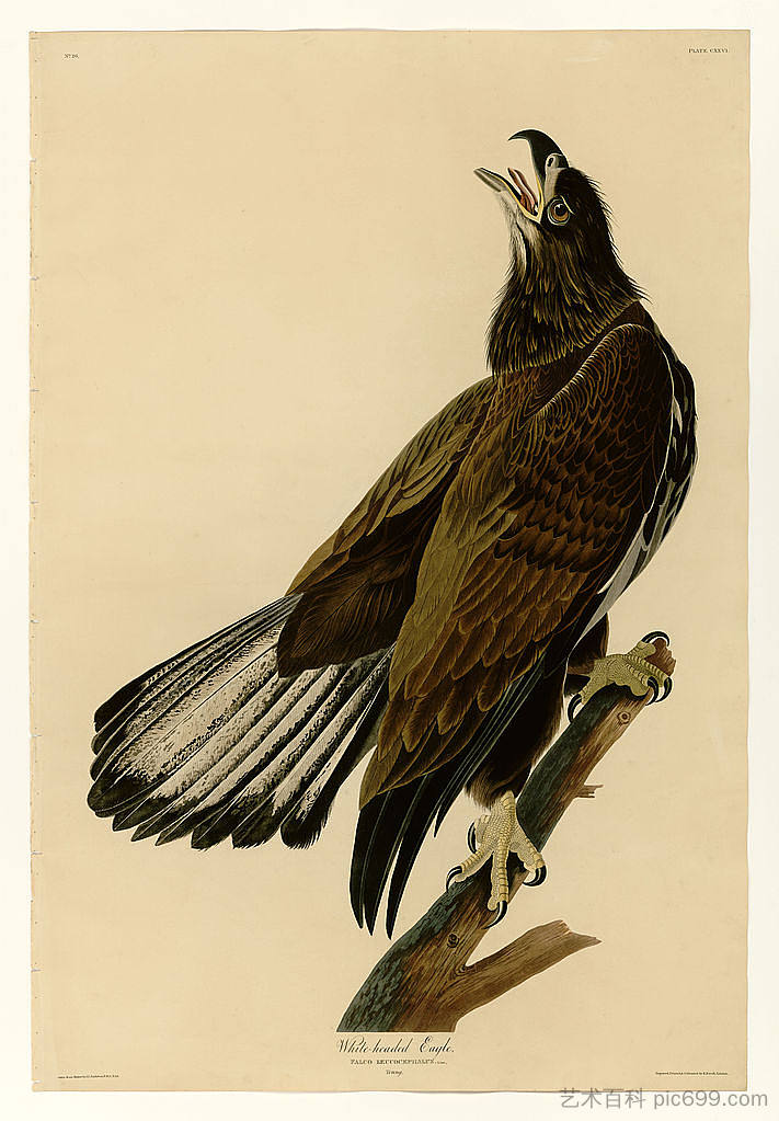 图版 126 白头鹰 Plate 126 White-headed Eagle，约翰·詹姆斯·奥杜邦