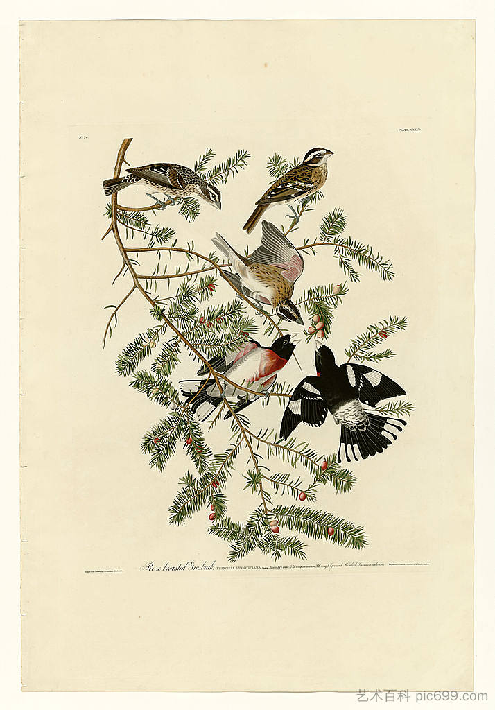 图版 127 玫瑰胸格罗斯喙 Plate 127 Rose-breasted Grosbeak，约翰·詹姆斯·奥杜邦