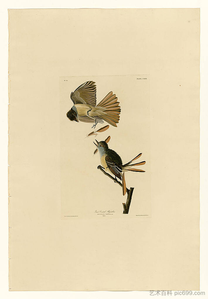 图版 129 大凤头捕蝇器 Plate 129 Great Crested Flycatcher，约翰·詹姆斯·奥杜邦