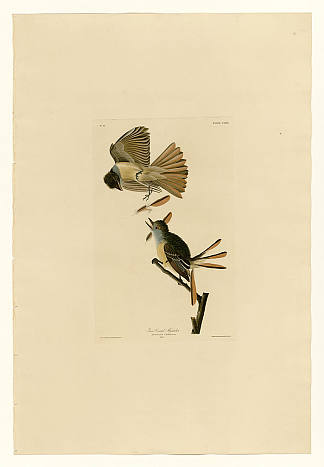 图版 129 大凤头捕蝇器 Plate 129 Great Crested Flycatcher，约翰·詹姆斯·奥杜邦