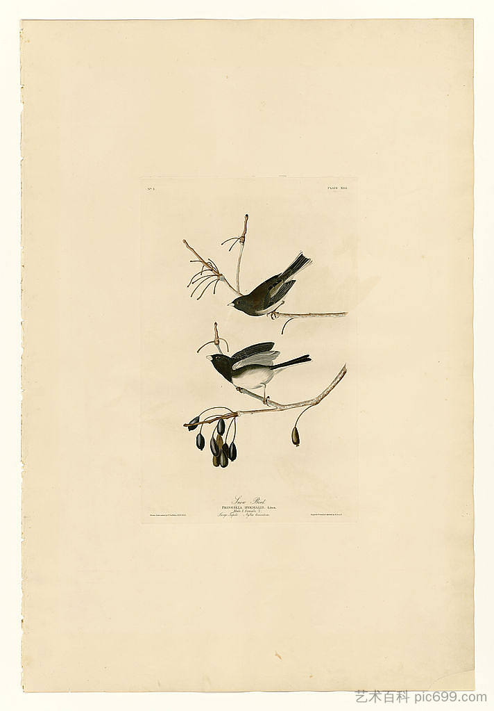 图版 13.雪鸟 Plate 13. Snow Bird，约翰·詹姆斯·奥杜邦