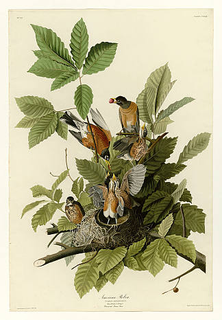 图版 131 美国知更鸟 Plate 131 American Robin，约翰·詹姆斯·奥杜邦