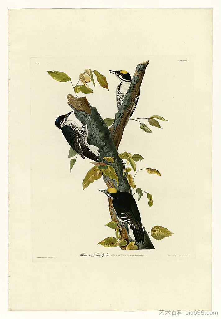 图版 132 三趾啄木鸟 Plate 132 Three-toed Woodpecker，约翰·詹姆斯·奥杜邦