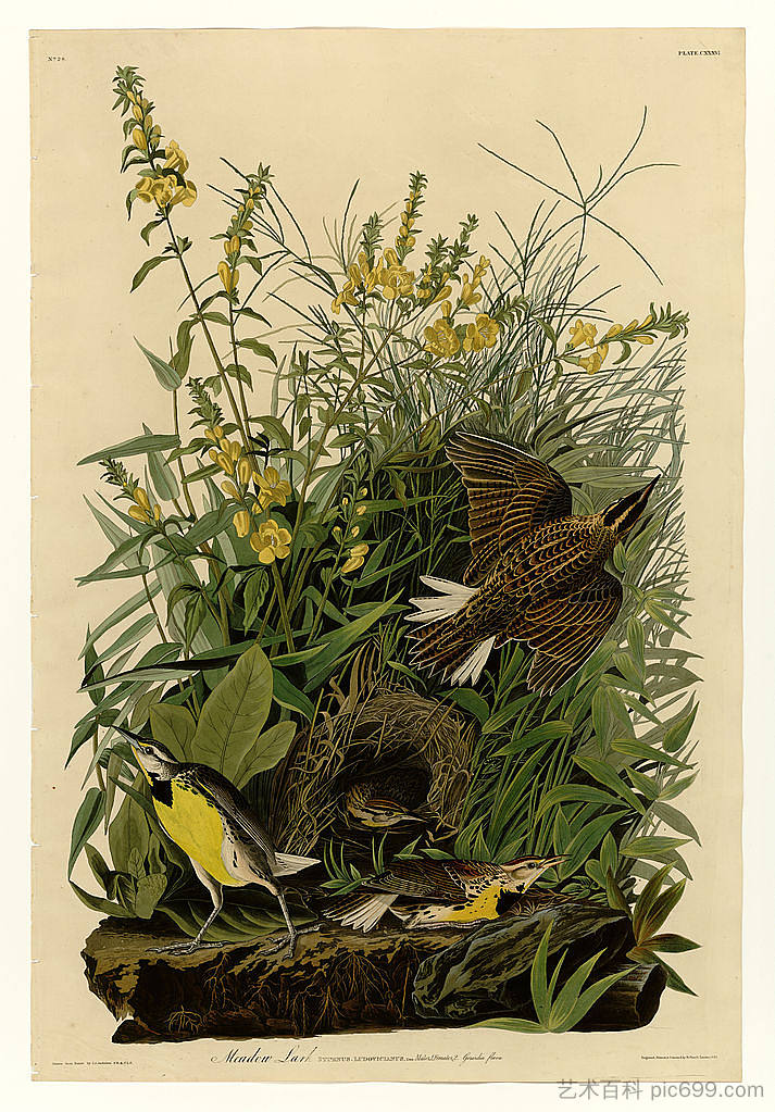 图版 136 草甸云雀 Plate 136 Meadow Lark,约翰·詹姆斯·奥杜邦