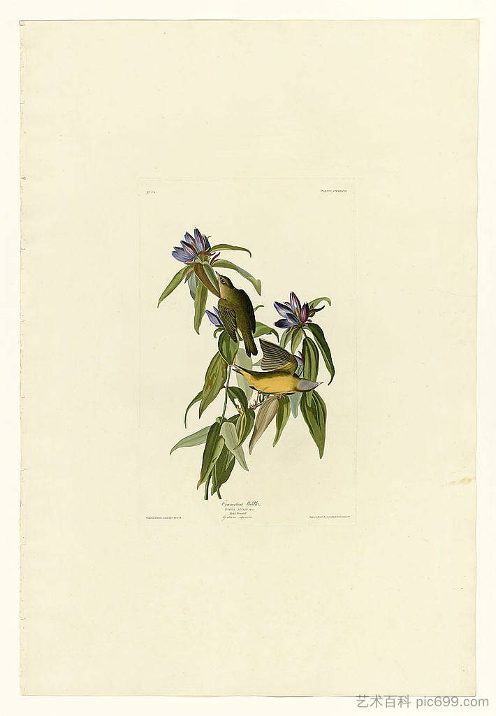 图版 138 康涅狄格莺 Plate 138 Connecticut Warbler，约翰·詹姆斯·奥杜邦