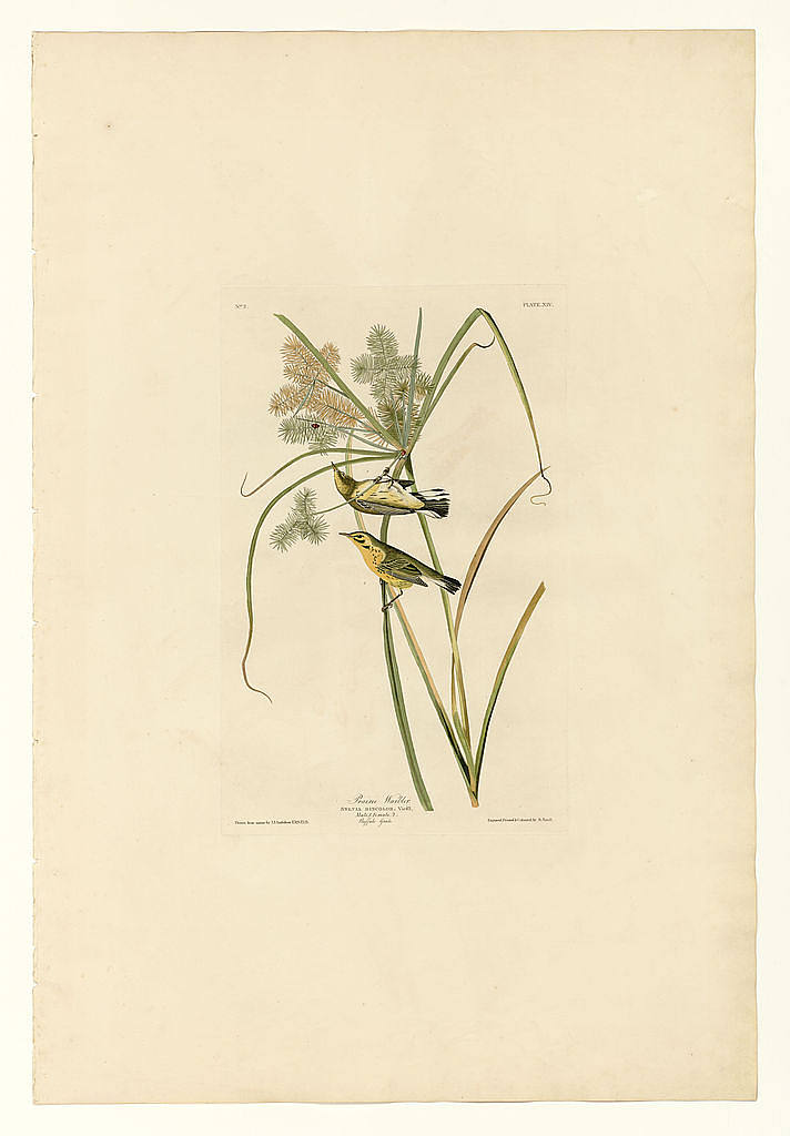 图版 14.草原莺 Plate 14. Prairie Warbler，约翰·詹姆斯·奥杜邦