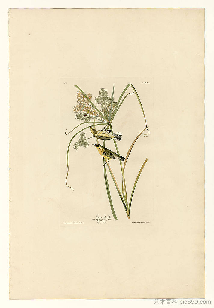 图版 14.草原莺 Plate 14. Prairie Warbler，约翰·詹姆斯·奥杜邦