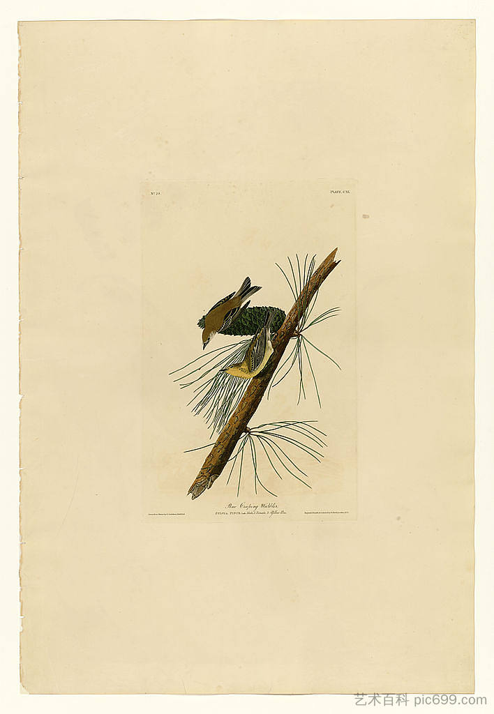 板块 140 松树匍匐莺 Plate 140 Pine Creeping Warbler,约翰·詹姆斯·奥杜邦