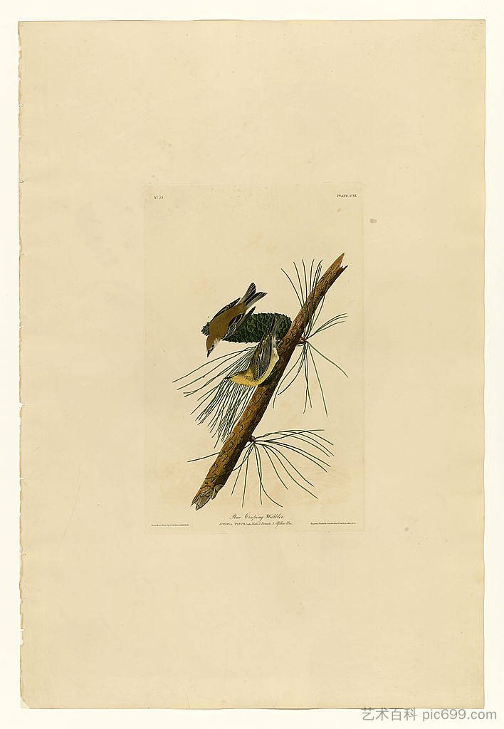 板块 140 松树匍匐莺 Plate 140 Pine Creeping Warbler，约翰·詹姆斯·奥杜邦