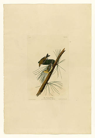 板块 140 松树匍匐莺 Plate 140 Pine Creeping Warbler，约翰·詹姆斯·奥杜邦