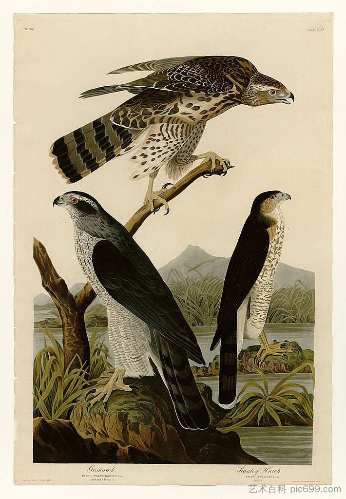 图版 141 I. 苍鹰 - 2.斯坦利·霍克 Plate 141 I. Goshawk - 2. Stanley Hawk，约翰·詹姆斯·奥杜邦