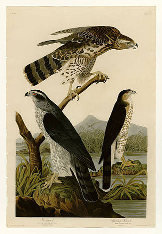 图版 141 I. 苍鹰 – 2.斯坦利·霍克 Plate 141 I. Goshawk – 2. Stanley Hawk，约翰·詹姆斯·奥杜邦