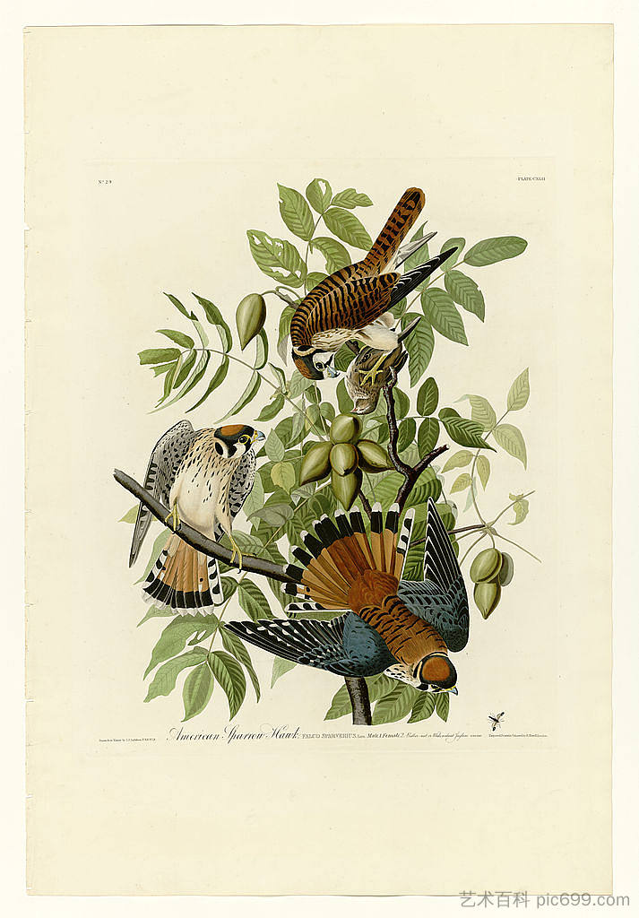 图版 142 美国麻雀鹰 Plate 142 American Sparrow Hawk,约翰·詹姆斯·奥杜邦