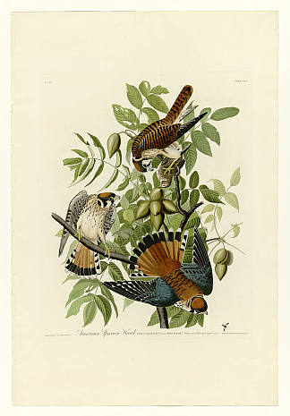 图版 142 美国麻雀鹰 Plate 142 American Sparrow Hawk，约翰·詹姆斯·奥杜邦