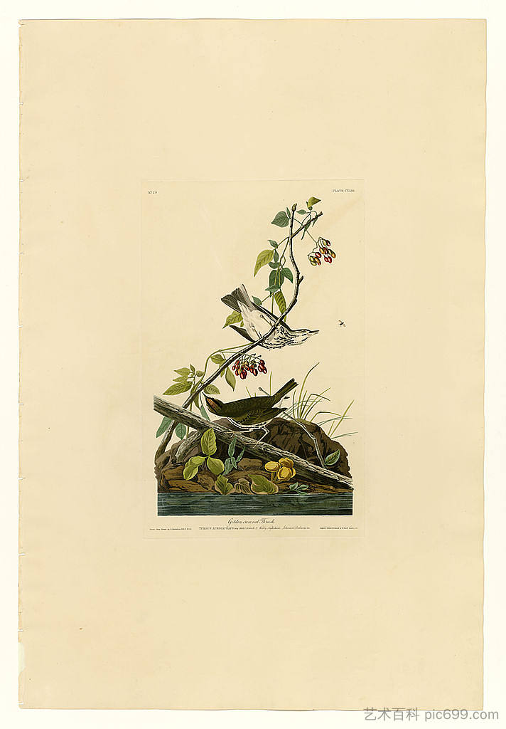 图版 143 金冠画眉 Plate 143 Golden-crowned Thrush,约翰·詹姆斯·奥杜邦