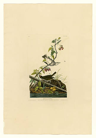 图版 143 金冠画眉 Plate 143 Golden-crowned Thrush，约翰·詹姆斯·奥杜邦