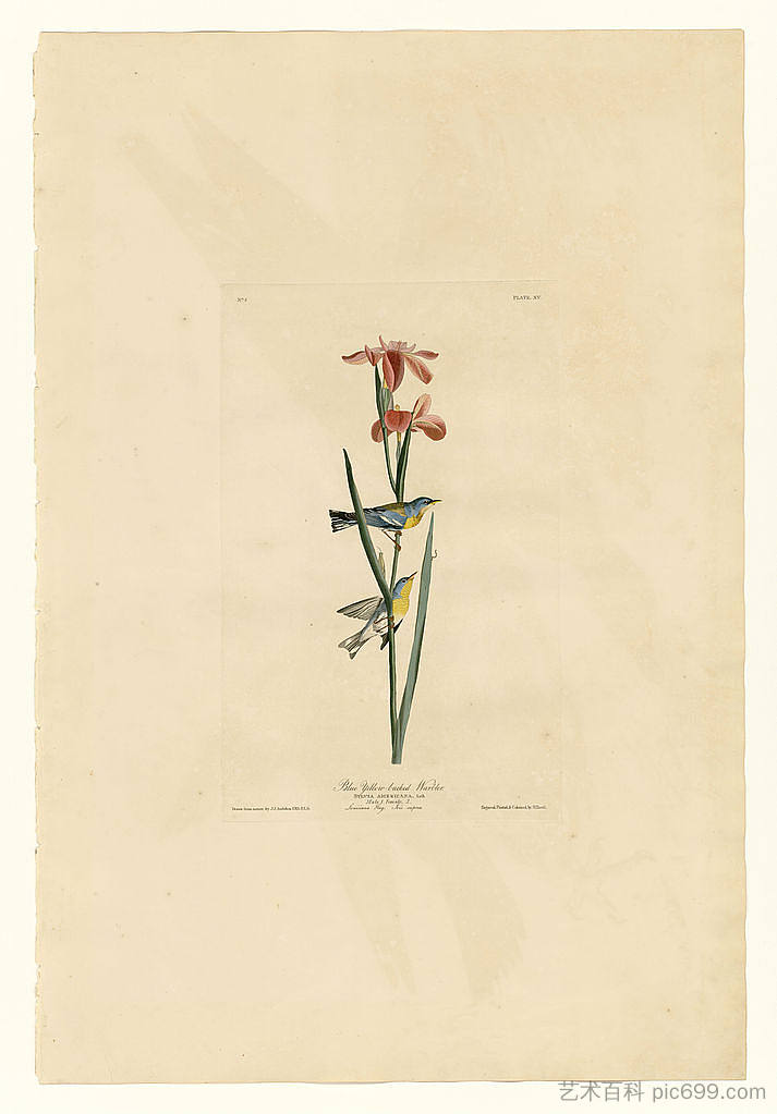 图版 15.蓝黄背莺 Plate 15. Blue Yellow-backed Warbler，约翰·詹姆斯·奥杜邦