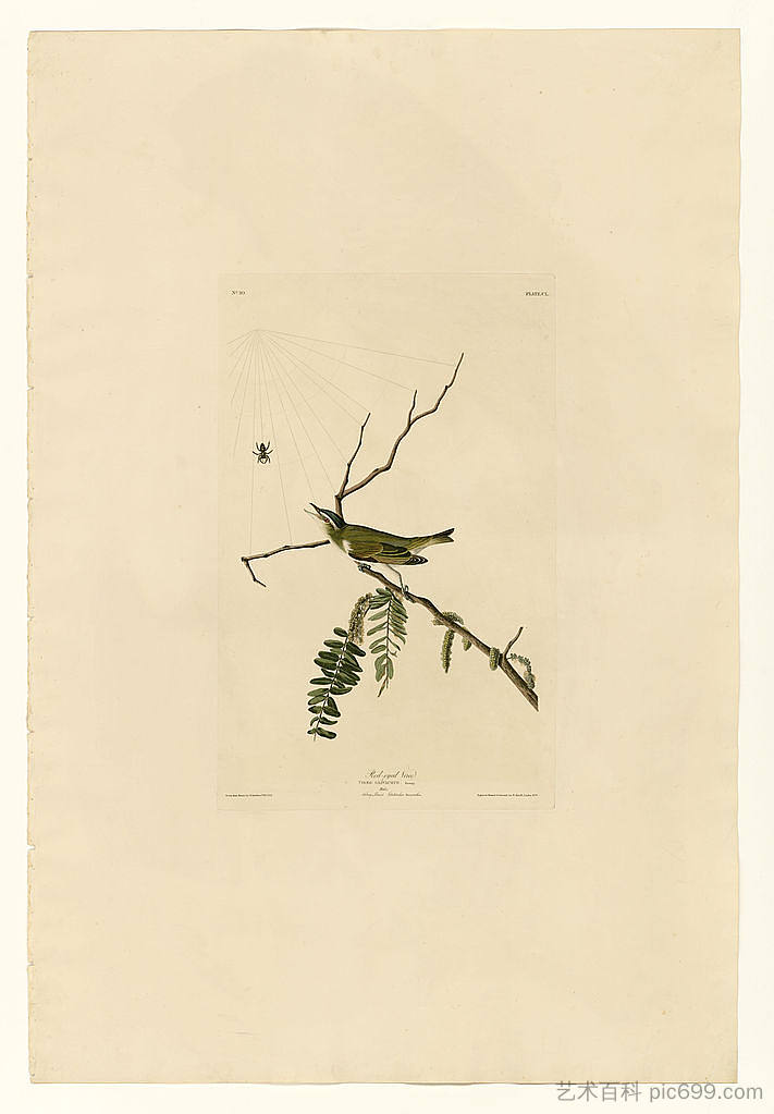 图版 150 红眼维雷奥 Plate 150 Red-eyed Vireo，约翰·詹姆斯·奥杜邦