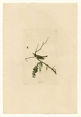 图版 150 红眼维雷奥 Plate 150 Red-eyed Vireo，约翰·詹姆斯·奥杜邦