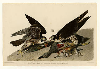 图版 16.大脚鹰 Plate 16. Great-footed Hawk，约翰·詹姆斯·奥杜邦