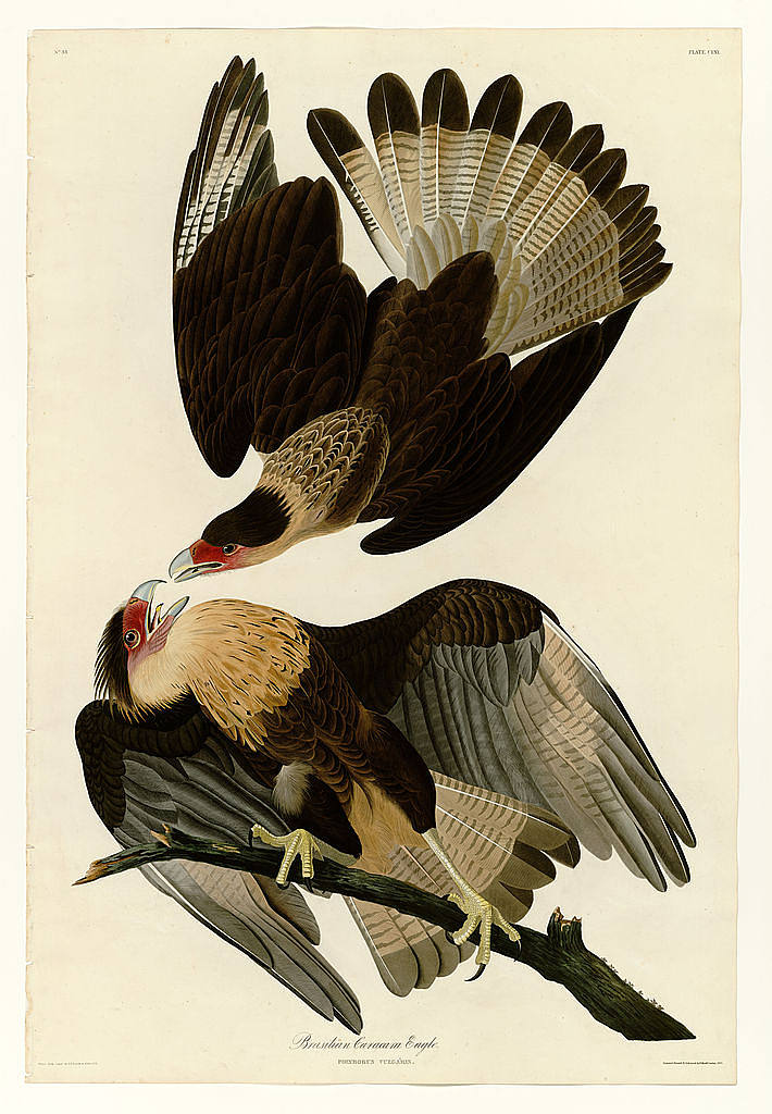 图版 161 巴西卡拉卡拉鹰 Plate 161 Brasilian Caracara Eagle，约翰·詹姆斯·奥杜邦