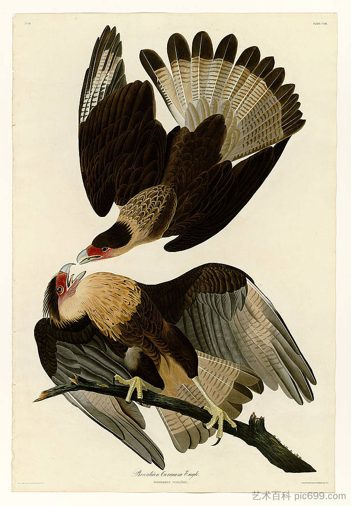 图版 161 巴西卡拉卡拉鹰 Plate 161 Brasilian Caracara Eagle，约翰·詹姆斯·奥杜邦