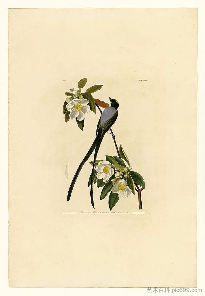 板块 168 叉尾捕蝇器 Plate 168 Fork-tailed Flycatcher，约翰·詹姆斯·奥杜邦