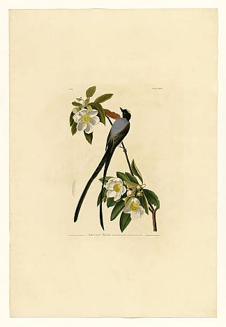 板块 168 叉尾捕蝇器 Plate 168 Fork-tailed Flycatcher，约翰·詹姆斯·奥杜邦