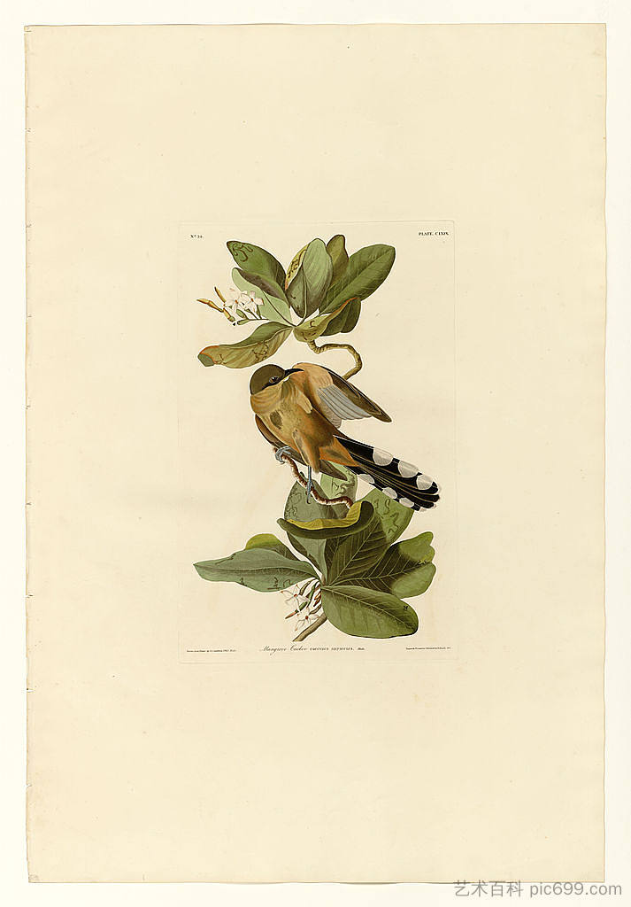 图版 169 红树林杜鹃 Plate 169 Mangrove Cuckoo，约翰·詹姆斯·奥杜邦