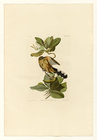 图版 169 红树林杜鹃 Plate 169 Mangrove Cuckoo，约翰·詹姆斯·奥杜邦