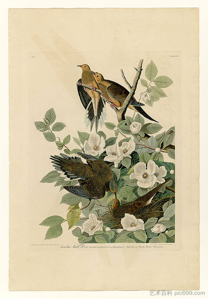 图版 17.卡罗来纳州斑鸠 Plate 17. Carolina Turtle Dove，约翰·詹姆斯·奥杜邦