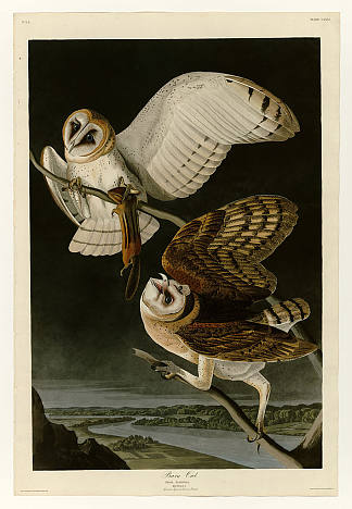 图版 171 谷仓猫头鹰 Plate 171 Barn Owl，约翰·詹姆斯·奥杜邦