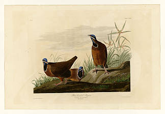 图版 172 蓝头鸽 Plate 172 Blue-headed Pigeon，约翰·詹姆斯·奥杜邦