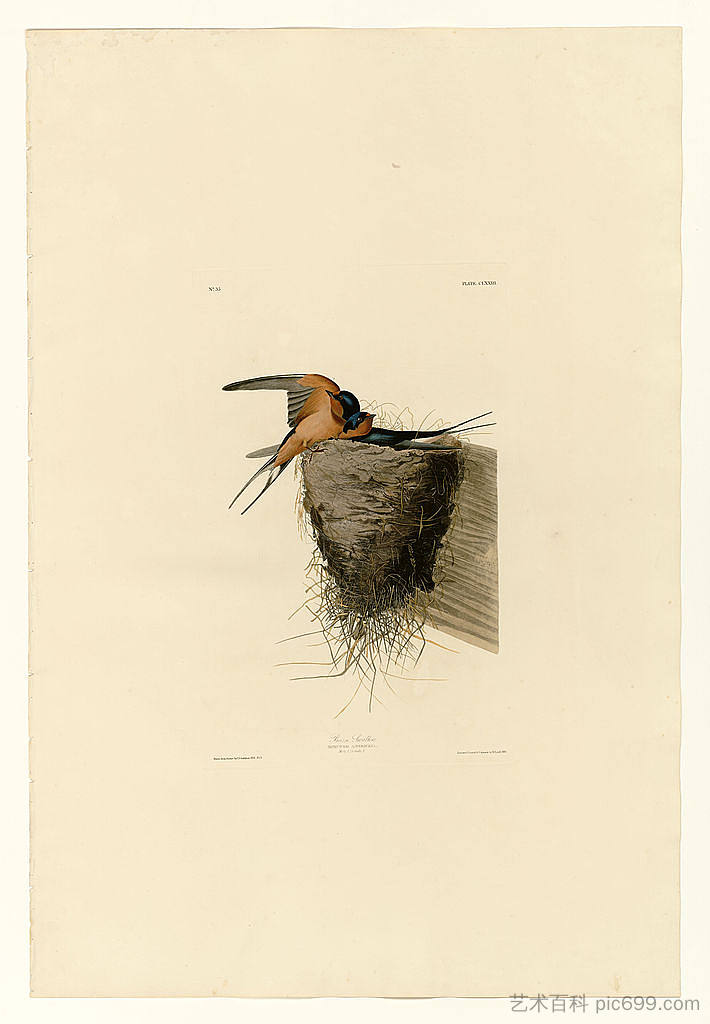 图版 173 谷仓燕子 Plate 173 Barn Swallow，约翰·詹姆斯·奥杜邦