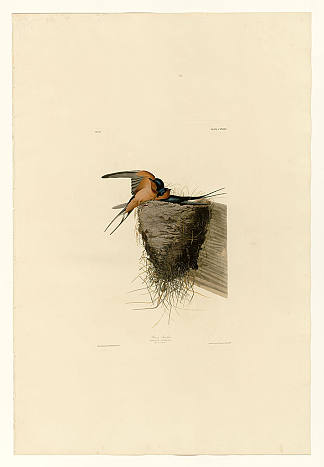 图版 173 谷仓燕子 Plate 173 Barn Swallow，约翰·詹姆斯·奥杜邦