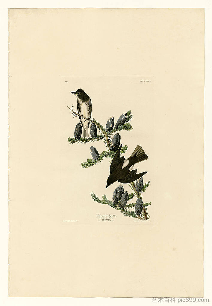 图版 174 橄榄面捕蝇器 Plate 174 Olive sided Flycatcher，约翰·詹姆斯·奥杜邦