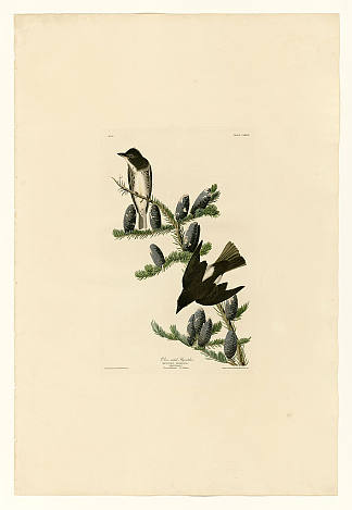 图版 174 橄榄面捕蝇器 Plate 174 Olive sided Flycatcher，约翰·詹姆斯·奥杜邦