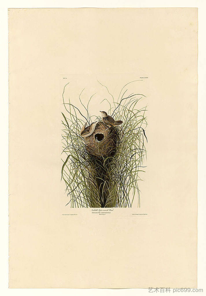 图版 175 纳托尔的小沼泽鹪鹩 Plate 175 Nuttall's lesser-marsh Wren，约翰·詹姆斯·奥杜邦