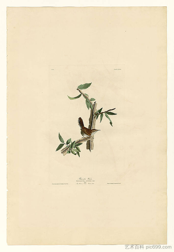 图版 18.比威克的鹪鹩 Plate 18. Bewick's Wren，约翰·詹姆斯·奥杜邦