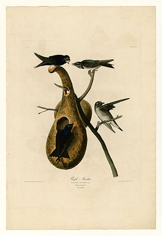 图版 22.紫色马丁 Plate 22. Purple Martin，约翰·詹姆斯·奥杜邦