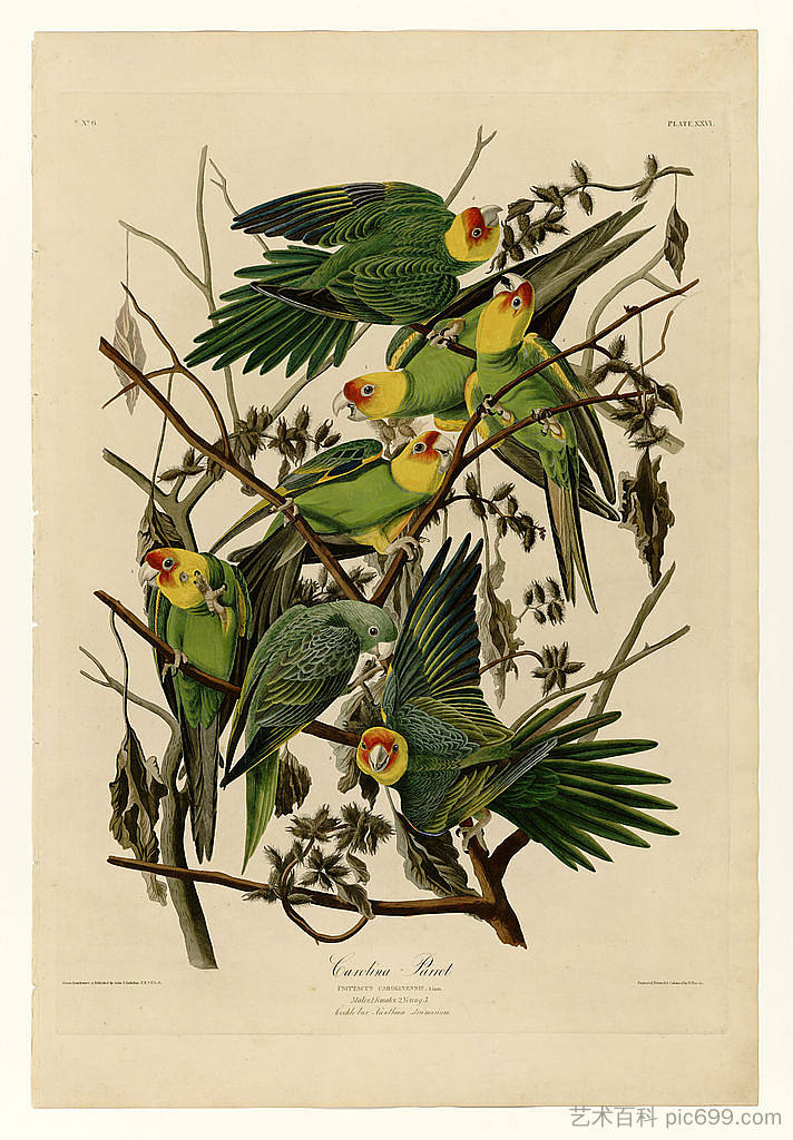 图版 26.卡罗莱纳鹦鹉 Plate 26. Carolina Parrot，约翰·詹姆斯·奥杜邦