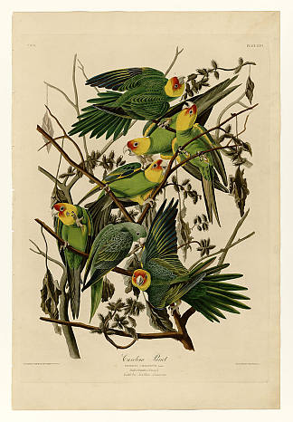 图版 26.卡罗莱纳鹦鹉 Plate 26. Carolina Parrot，约翰·詹姆斯·奥杜邦