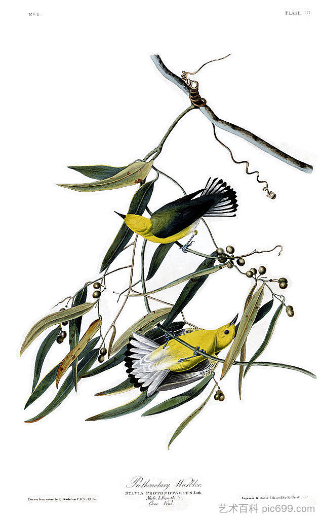 图版 3.原莺 Plate 3. Prothonotary Warbler，约翰·詹姆斯·奥杜邦