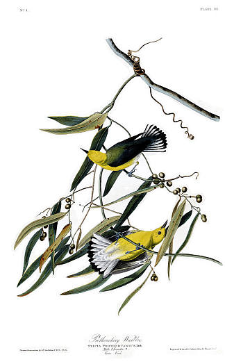 图版 3.原莺 Plate 3. Prothonotary Warbler，约翰·詹姆斯·奥杜邦