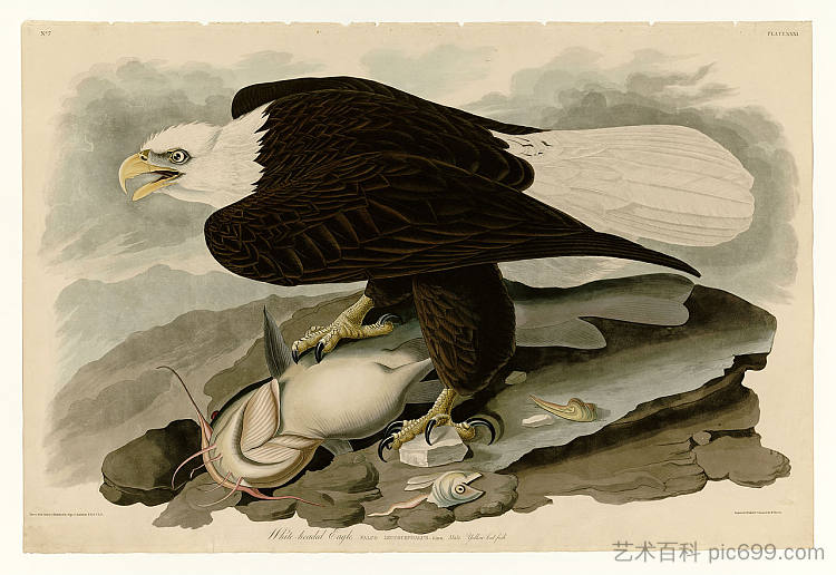 图版 31.白头鹰 Plate 31. White-headed Eagle，约翰·詹姆斯·奥杜邦